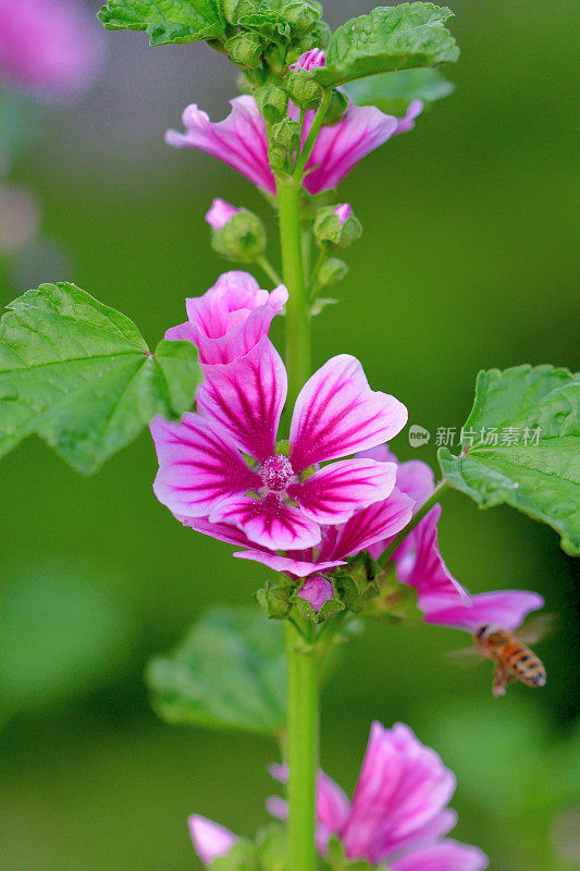 通常是Mallow / Malva Mauritiana / Malva Sylvestris